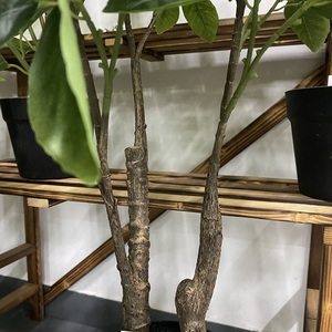Surtido de gran oferta impermeable pequeño árbol de limón artificial para decoración de jardín - Product Image 6