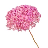 20-25cm echte natürliche trockene Blume konservierte Hortensie Blumen Zweige ewig für immer Hortensien mit Hochzeits dekor