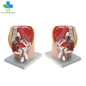 Modèle de bassin réaliste en 4 parties pour homme Section médiane Organes internes en PVC Système digestif Éducation Bon marché Formation scolaire - Product Image 4