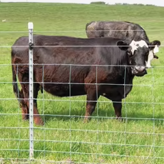 Mạnh Mẽ Nhúng Nóng Mạ Kẽm <span class=keywords><strong>T</strong></span>-Bài Chấ<span class=keywords><strong>t</strong></span> Lượng Cao 0.95lb 7 8 9 Ft Thép <span class=keywords><strong>Studded</strong></span> <span class=keywords><strong>T</strong></span> Bài Cho Trang Trại Gia Súc Dê Hill Lĩnh vực - Product Image 5