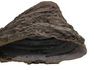 Decoración de corteza de árbol <span class=keywords><strong>artificial</strong></span> Corteza de árbol de pino seco <span class=keywords><strong>real</strong></span> con musgo <span class=keywords><strong>artificial</strong></span> para DIY Festival Fiesta en casa Adorno de pared - Product Image 6