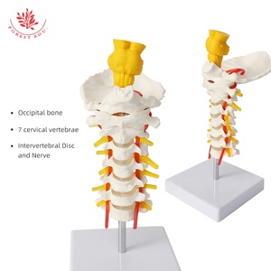 Modèle de colonne cervicale avec tige cérébrale FRT041, articulé flexible, vertèbres cervicales à 7 segments, modèle anatomique monté sur un support - Product Image 6