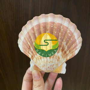 Conchas de Vieira Limpias al por Mayor para Presentación de Alimentos en Restaurantes, Servicio de Mariscos, Manualidades, Decoración del Hogar, Embalaje a Granel OEM - Product Image 3