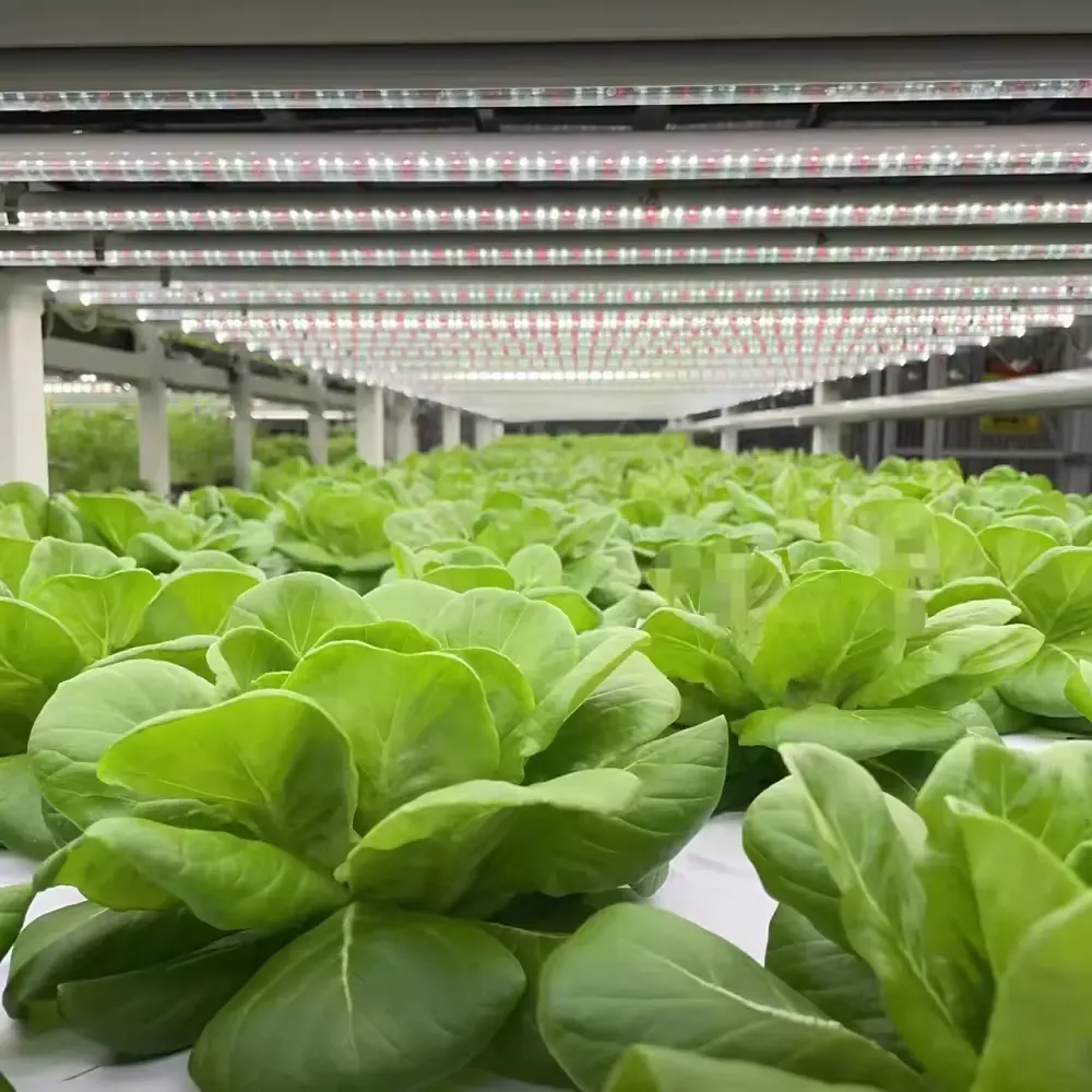 Led-Rohr-Anbaulicht vertikale Landwirtschaftliche Ausstattung 32 W 48 W Zweiliniale Lights-Anbaulichter für Indoor-Wasserkultur vertikale Farm