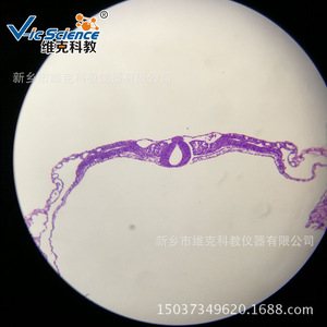 Factory direct supply of biological slides, chicken embryo sections, and <b>microscopic</b> tissue/embryo sections. - Product Image 3