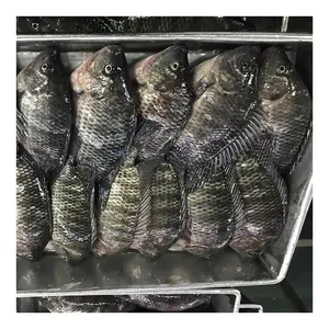 Aqua Culture Farm Raised Live Tilapia Raw Tilapia Fish Price
