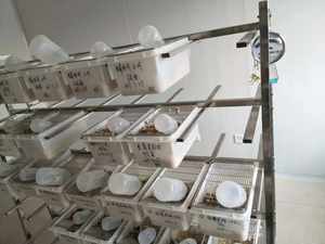 Haute qualité en acier inoxydable rat cage rack laboratoire bouteille d'eau rongeur élevage Cage pour souris souris rongeur alimentation - Product Image 6