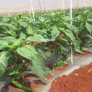 Piquets en fibre de verre haute résistance de 2 mm, 3 mm, 4 mm, tiges de soutien pour plantes grimpantes, pour arbres, tomates, raisins - Product Image 4