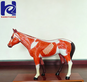 Modelo Anatómico de Simulación de Vaca para Ciencias Médicas - Product Image 3