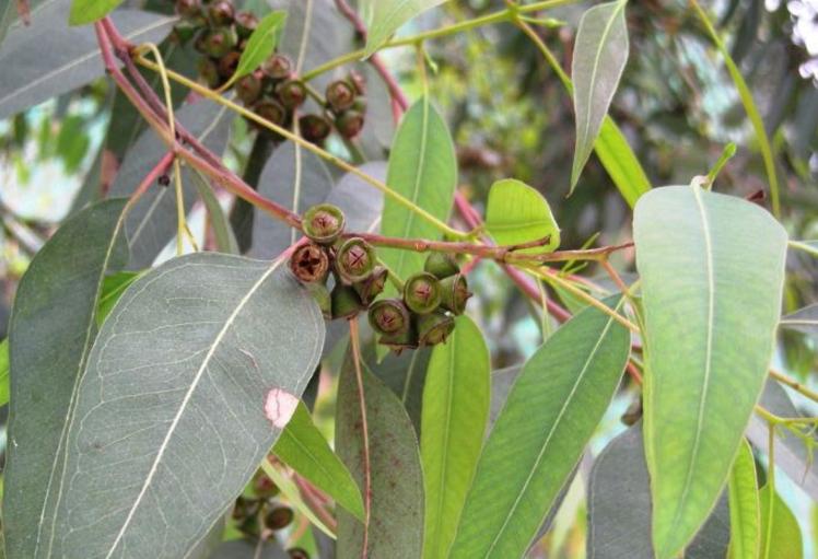 厂家供应散装桉油价格 - buy eucalyptus oil price product on