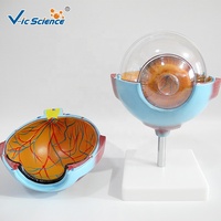Œil géant modèle anatomie modèles anatomiques yeux oeil orbital modèle de structure anatomique