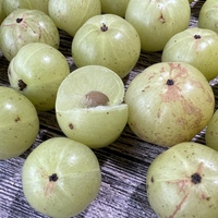 Puur natuurlijk Phyllanthus Emblica Amla fruit Indiaas kruisbes extract poeder Triphala