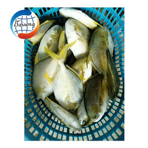 Pescado Pomfret Congelado de Calidad, Pomfret Dorado, Exportador, Tamaño Grande, IQF, IWP, Pescado Pompano Dorado Congelado - Product Image 5