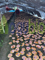 Extrait de champignon Reishi biologique Supplément de lingzhi chinois Poudre d'extrait de champignon Ganoderma Lucidum Poudre d'extrait de Reishi
