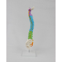 Modèle de colonne vertébrale médicale en PVC coloré DARHMMY de 45 cm avec bassin et colonne vertébrale, sans os des jambes