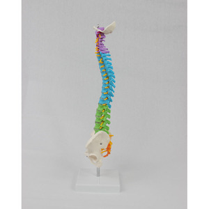 Modèle de colonne vertébrale médicale en PVC coloré DARHMMY de 45 cm avec bassin et colonne vertébrale, sans os des jambes - Product Image 2