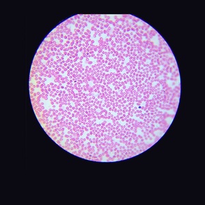 XJX-<span class=keywords><strong>4XC</strong></span> nóng bán chuyên nghiệp công nghiệp dụng cụ quang học tăng gấp bốn lần kỹ thuật số <span class=keywords><strong>trinocular</strong></span> đảo ngược luyện kim kính hiển vi - Product Image 5