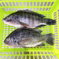 Tilapia entière surgelée de Chine, IQF, en vrac, 10 kg par carton, avec approvisionnement stable