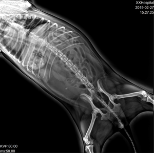 Equipo de Diagnóstico Radiológico Veterinario, Sistema de Rayos X de Alta Frecuencia de 5Kw/8Kw, Máquina de Rayos X Digital Portátil Médica - Product Image 5