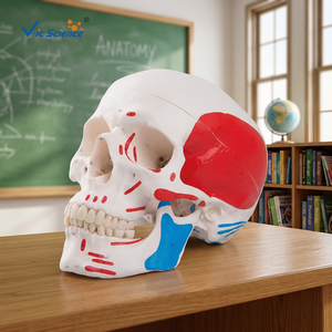 Modèle de crâne <span class=keywords><strong>musculaire</strong></span> <span class=keywords><strong>humain</strong></span> en 3 parties, <span class=keywords><strong>squelette</strong></span> de fœtus pour la formation médicale dans les écoles et les hôpitaux - Product Image 1