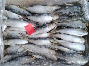 <span class=keywords><strong>Sardinas</strong></span> Congeladas 200-300g al por Mayor IQF BQF <span class=keywords><strong>Sardinas</strong></span> Enteras Redondas para Cebo - Product Image 4
