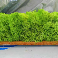 Vente en gros de mousse stabilisée et de lichen Panneau mural de mousse Décoration de fête de bureau intérieur Panneau de plante Vie préservée Carreaux de mousse