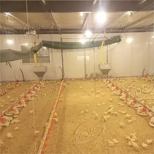 Equipamento moderno de alta qualidade, equipamento para fazenda de frango quebrador automático completo para casa de aves domésticas