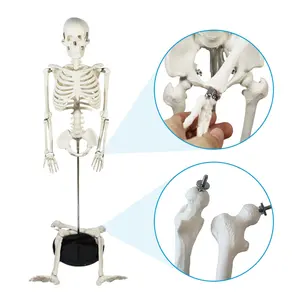 FRT004 tıbbi bilim doğru iskelet modeli 85cm PVC malzeme anatomik insan iskelet modeli eğitim malzemeleri