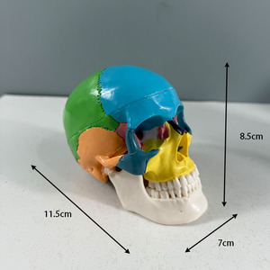 Modelo de Anatomía <span class=keywords><strong>del</strong></span> <span class=keywords><strong>Esqueleto</strong></span> Humano para Enseñanza, Modelo de <span class=keywords><strong>Tronco</strong></span>, Columna Vertebral, Nervios, Cerebro y Cráneo - Product Image 3