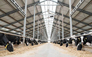 โรงเรือนเลี้ยงวัวนม ฟาร์มโคนมฟรีเซียน อุปกรณ์การเลี้ยงวัวนม อาคารโลหะ - Product Image 3