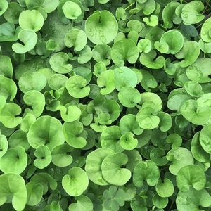 Semillas de Césped Dichondra Repens 250g Cobertura 16.5m Fácil Siembra Verde Intenso Bajo Mantenimiento - Product Image 6