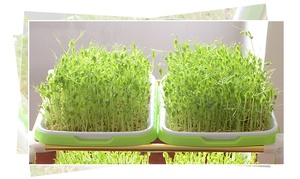 Soilless Culture Big Capacity Healthy Breathable <strong>Seed</strong> Sprouter Tray for Vegetables <strong>Wheatgrass</strong> <strong>Seeds</strong> - Product Image 3