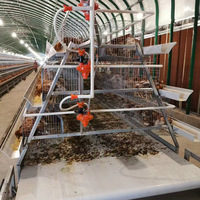 Système de batterie entièrement automatique pour l'élevage avicole, cages à poules pondeuses de type A, machine à poulets, poulailler