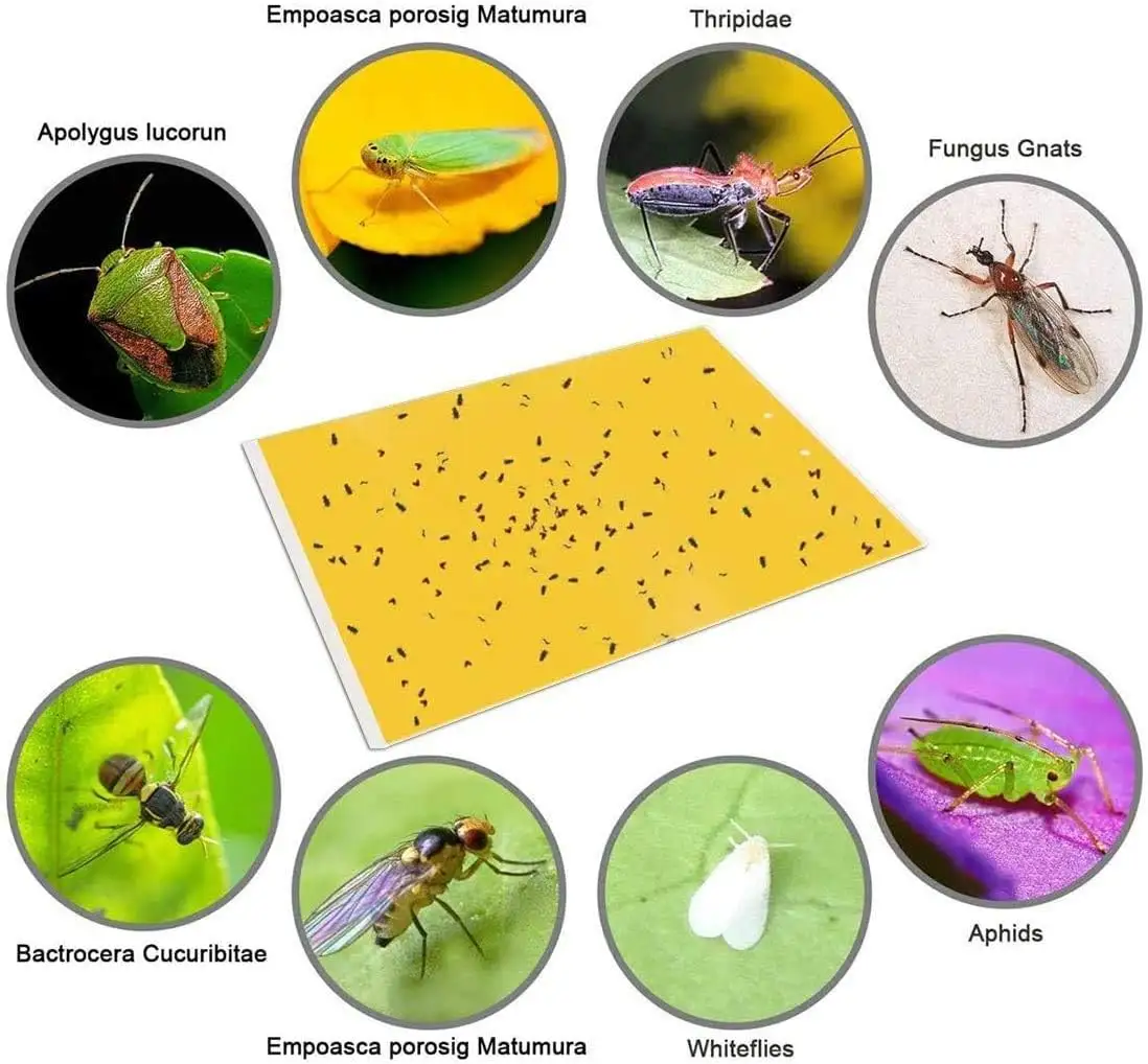 Trampas adhesivas de pegamento amarillo de doble cara para insectos de plantas voladoras como mosquitos de hongos