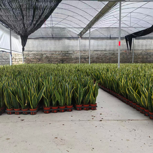 Planta de Orquídea Tigre Natural, Real y Viva, Venta al por Mayor de Fábrica, Bonsái, Planta Serpiente Verde Amarilla, Decoración para Interiores, Hogar y Oficina - Product Image 3