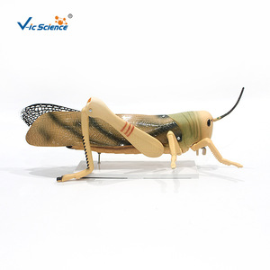 Modèle d'anatomie de la sauteuse des champs - Instruments pédagogiques et de recherche Vic Biotechnology, démonstration médicale détachable pour l'enseignement - Product Image 1
