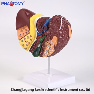 การจำลองทางการแพทย์ตับมนุษย์แบบจำลองทางกายวิภาค PNT-07521พยาธิสภาพตับตับตับพอร์ทัลถุงน้ำดีโครงสร้างท่อน้ำดี - Product Image 2