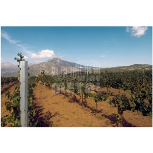 Thiên Nhiên Kim Loại Bền Vật Liệu Thép Mạ Kẽm Nhúng Nóng Hình Dạng Bảng Nho Vineyard <span class=keywords><strong>Trellis</strong></span> Bài Mở Gable <span class=keywords><strong>Trellis</strong></span> Hệ Thống - Product Image 2