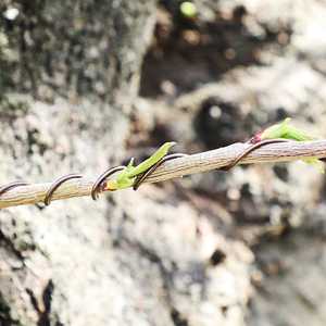 Kawat Bonsai anodizado desnudo artesanía cobre revestido aleación alambre de aluminio bonsai alambre de aluminio ánodo de cobre - Product Image 3