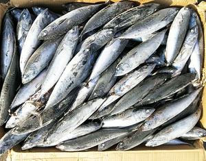 Congelati Bonito Pesci Interi Rotondo/Bonito Tonno In Vendita - Product Image 2