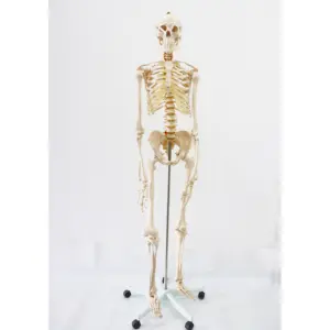 Mô Hình Khoa Học Bằng Nhựa Giá Rẻ Bộ Xương Kích Thước Cuộc Sống Cao 180Cm Để Giảng Dạy - Product Image 1