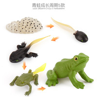 Modèle de Simulation du Cycle de la croissance des animaux, grenouille, tortue, moustique, coq, coq, Animal cognitif, jouet