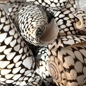 Grosir cangkang alami asli Conus Marmoreus kerang warna-warni untuk hadiah Dekorasi Rumah - Product Image 4