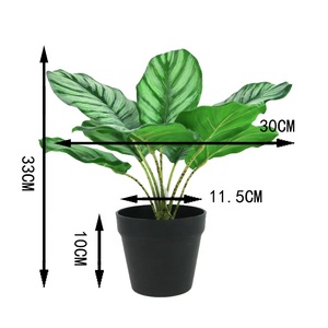 <span class=keywords><strong>ต้น</strong></span>คาลาเทียเทียมเทียมสำหรับประดับในร่มต้นไม้ประดับบ้าน<span class=keywords><strong>บอน</strong></span>ไซ Calathea ขนาด<span class=keywords><strong>เล็ก</strong></span> - Product Image 2