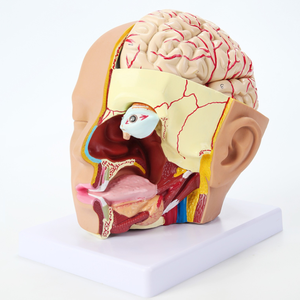 Modèle anatomique du cerveau humain de la structure de la tête humaine détachable et assemblage des vaisseaux sanguins tronc cérébral et nerfs - Product Image 3