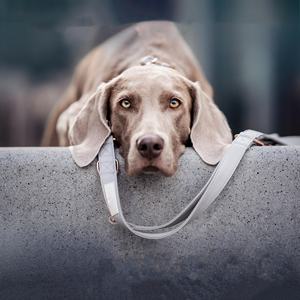 Metalen Gesp Verstelbare Lederen Hondenhalsriem Set Luxe Custom Huisdier Kragen & Riem Voor Kleine Middelgrote Lopen - Product Image 4