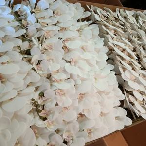 K-0080 कृत्रिम फूल orchid नारंगी नाव ऑर्किड प्राकृतिक रूप सफेद बड़े सिर लेटेक्स घरेलू सजावट के लिए वास्तविक स्पर्श ऑर्किड - Product Image 4