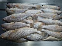 Corvina jaune (Roughy) congelée de qualité supérieure