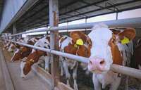 Structure en acier préfabriquée pour ferme, poulailler, hangar à vaches équipé d'un équipement de ventilation efficace