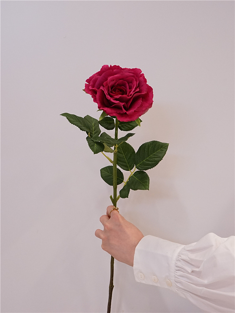 Pourpre